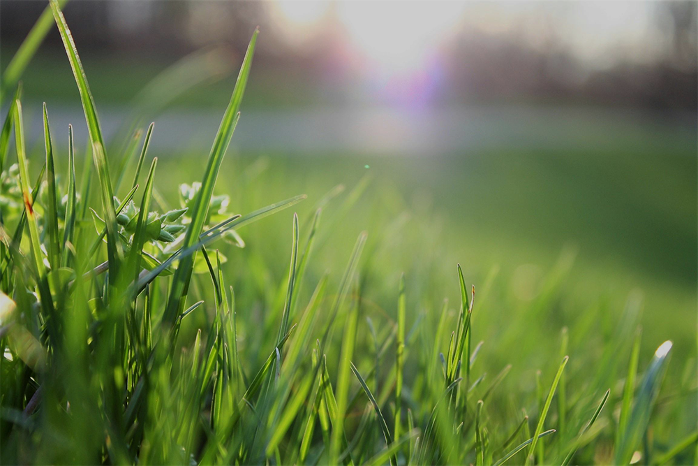 Environment