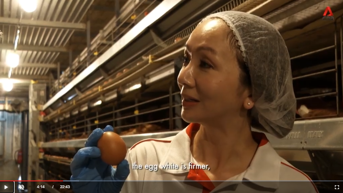 CNA Feature – Ever wondered if all eggs are created equal?