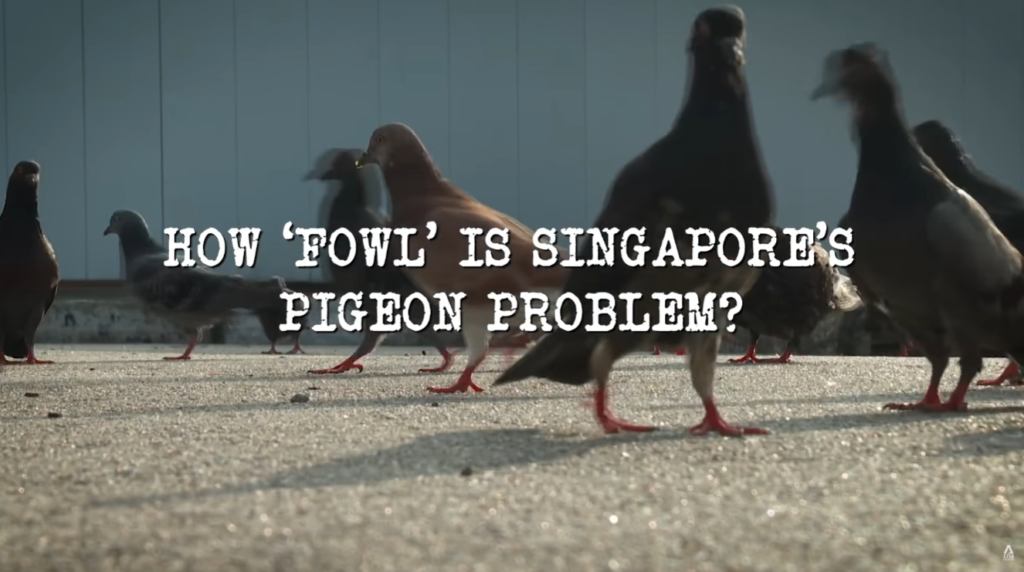 CNA Feature – The dangers of pigeon droppings